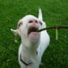 ヤギ釣りその２（GOAT FISHING）