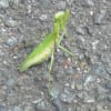 かわいそうなカマキリ。
