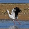 DANCIG  STORK