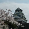 大阪城公園の桜（２０１４年４月５日）
