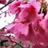 「日本一早咲き」「ひとあし、お咲きに」！…本部八重岳桜まつり