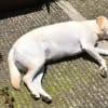 ワクチン接種後と夏のお花