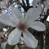 早春の花々ーミツマタ・紅キブシ・コブシ