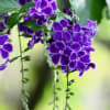 ９月の花