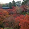 2012年京都東福寺の紅葉