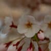 花　気ままに写して