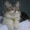 老猫の夜鳴き レスキューレメディ で ちょっと良いかも りぼんの部屋 老猫の夜鳴き レスキューレメディ で ちょっと良いかも りぼんの部屋