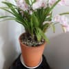 私咲かせた花一覧