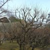 熊本城の梅ー飯田丸