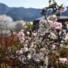 2018/04 秩父の桜　～1.岩松山清雲寺～