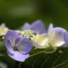 花便り　あじさい寺