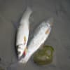 2014年度 魚君
