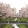 札幌の千島桜　開花