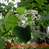 帰化植物：アブラギリの花