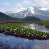 早春の尾瀬　2012年6月