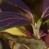 シナレンギョウ(支那連翹)