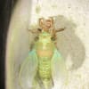 ツクツクボウシ羽化20200811深夜
