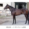 シルク2歳馬 ソラネル 状況リポート