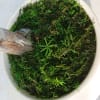 苔ブームですね