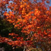 赤城自然園・・・紅葉を眺めに～