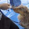 11/12 わんにゃん里親会