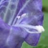 涼し気な紫の花たちクイズ♪～京都府立植物園2021/7中旬（4）