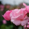 神代植物公園のバラ：クイーン・エリザベス