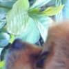 ワンコの虫籠♪