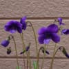 ２０１６年３月～４月我が家のスミレの花②