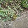 鳥のカゴ