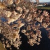 桜咲く遊歩道・・・花色の～変化