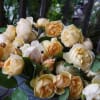 minami's roses