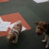 聴導犬候補犬ふじこちゃん　施設外（NCA、心斎橋、先輩みかんちゃん宅など）訓練