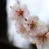 松前城の桜