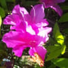 2017.6.1庭の花