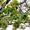 緑の桜　御衣黄