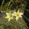 春・新緑です('18/04/04)