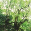 2002.09.08／カツラ谷・蛇谷ヶ峰