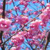 ３月初旬 早咲き桜