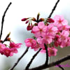 桜も開花、春ですね～パート２（野鳥フォト－１３）