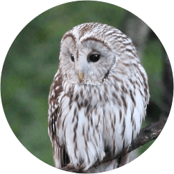 フクロウの生息する高原 清里より フクロウの生息する高原 清里より