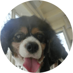 おすすめブログ 犬ブログ Goo Blog Gooブログ おすすめブログ 犬ブログ Goo Blog Gooブログ
