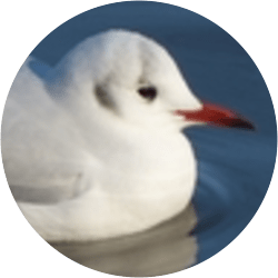野鳥好きの部屋