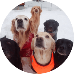 おすすめブログ 犬ブログ Goo Blog Gooブログ おすすめブログ 犬ブログ Goo Blog Gooブログ