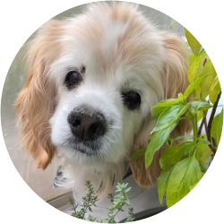 おすすめブログ 犬ブログ Goo Blog Gooブログ おすすめブログ 犬ブログ Goo Blog Gooブログ