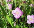 初夏の野の花2012