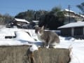 蘭ちゃん雪の初体験