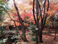 紅葉、石神井公園12/11