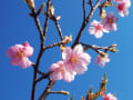 房総の河津桜