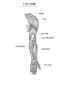[8]解剖骨学の「画像」